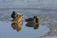Cjp_2009_12_19_143708 (1).jpg